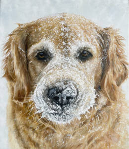 Oil painting of a golden retriever with snow on her muzzle