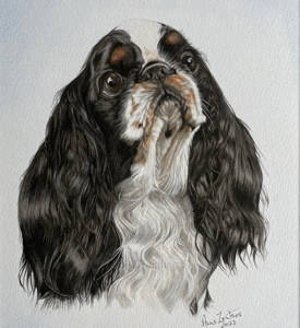 Watercolour painting of a King Charles spaniel looking upward