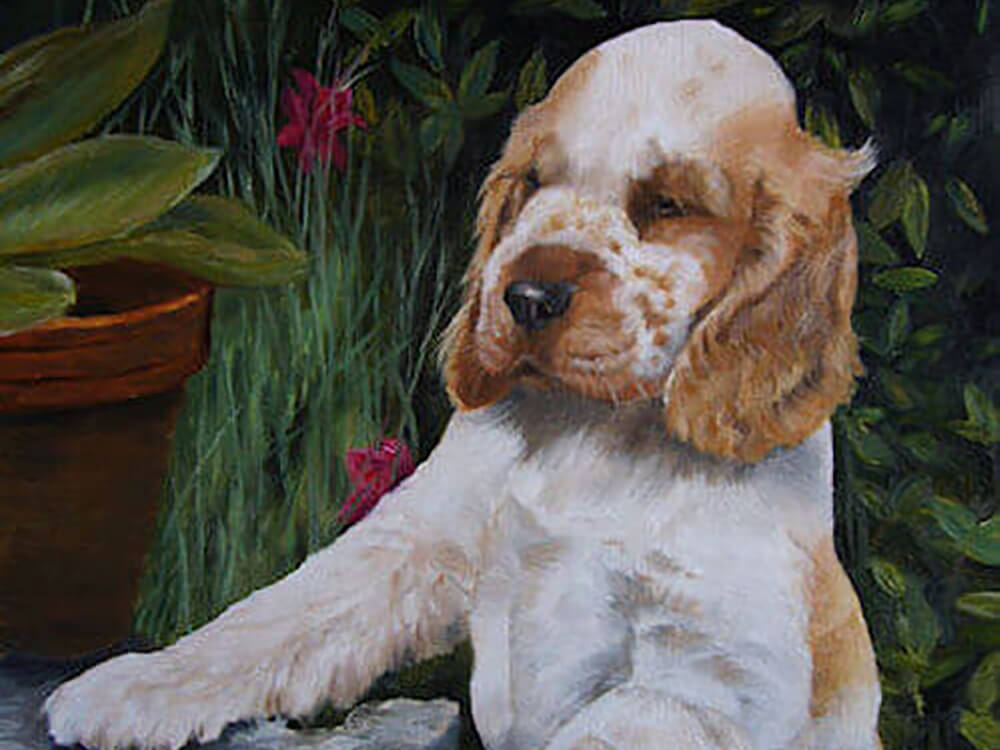 Cocker Spaniel Puppy