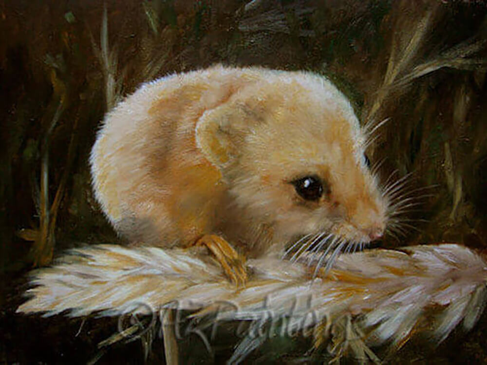 Harvest Mouse