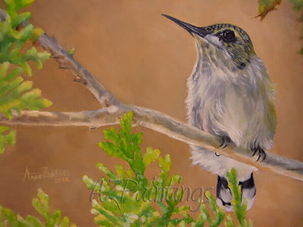 Hummingbird