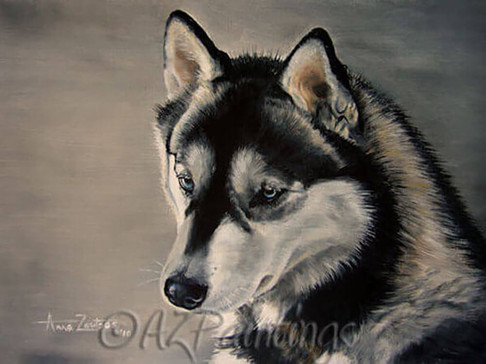 Husky Baby Blue Eyes