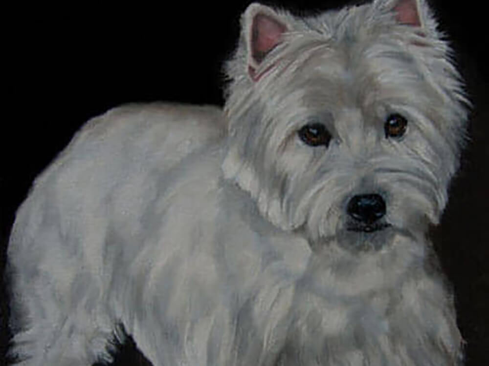 Reflections Of A Westie