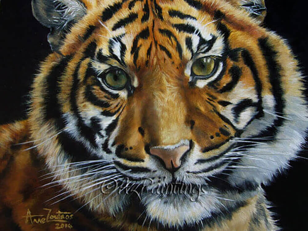 Tiger Light