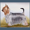 Australian Silky Terrier - Int Ch Bombix Moren Ex Improviso