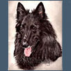 Belgian Shepherd Dog - Ebontide Othiz JW