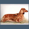 Dachshund - Ch Darsoms Zophisticate of Bronia