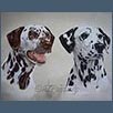 Dalmatians - Purdie and Whitney