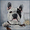 French Bulldog - Noah