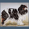 King Charles Spaniel -  Ch Amantra Character