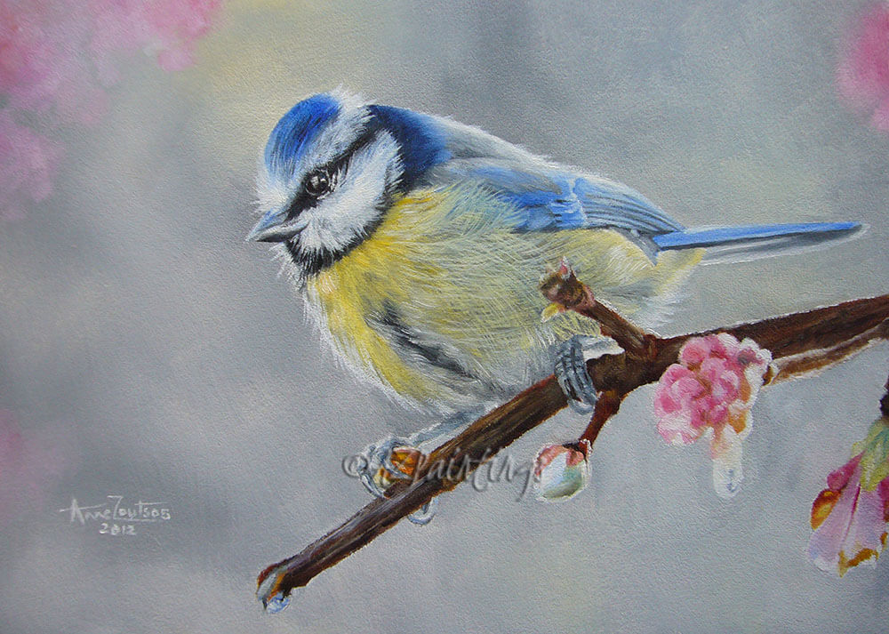 Blue Tit With Blossom