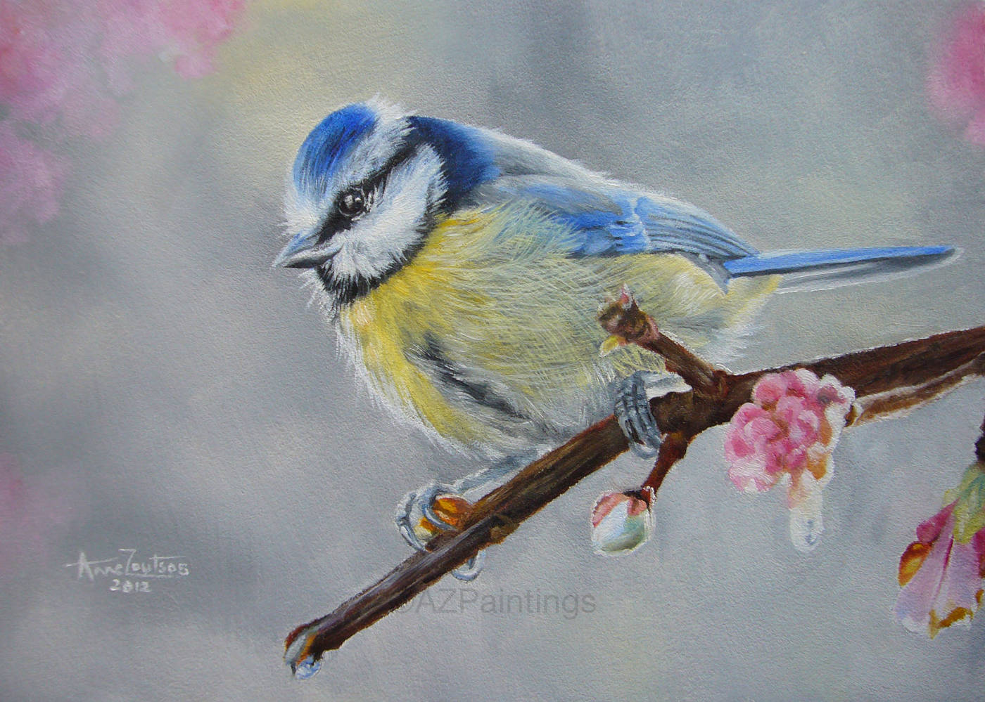 Blue Tit perched on a branch with pink blossom
