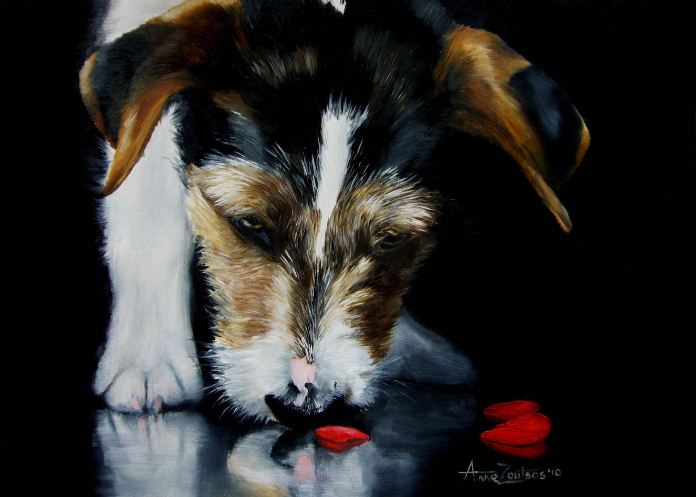 Jack Russell Terrier sniffing broken red heart-shaped pieces on the floor