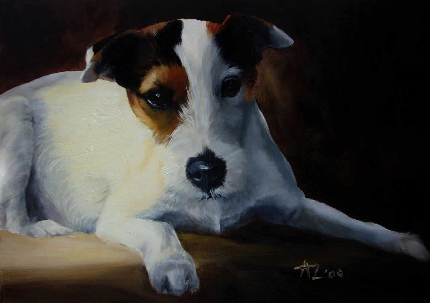 A Parson Jack Russell Terrier reclining — alert and expressive